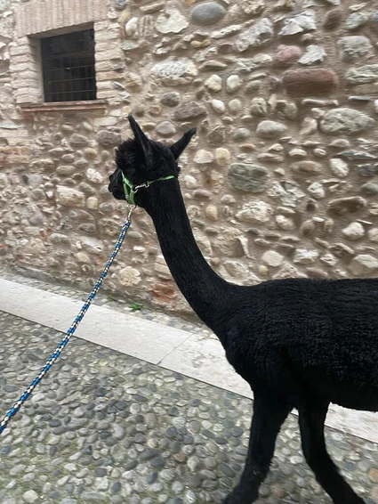 Wanderung mit dem Alpaka am Gardasee von San Felice aus 11 Wanderung mit dem Alpaka am Gardasee von San Felice aus 11